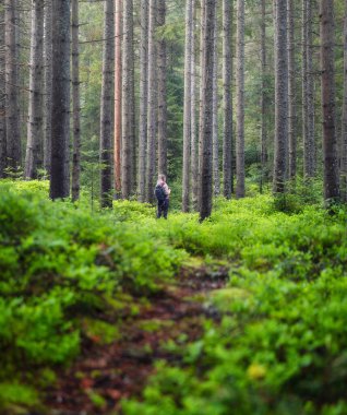 Ormanda bir turist. Yaz ormanının panoraması. Doğal arka plan. Yağmurdan sonraki orman. Seyahat görüntüsü