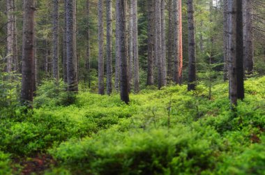 Ormanda taze bitkiler. Doğal arka plan. Yağmurdan sonraki orman. Duvar kağıdı için resim
