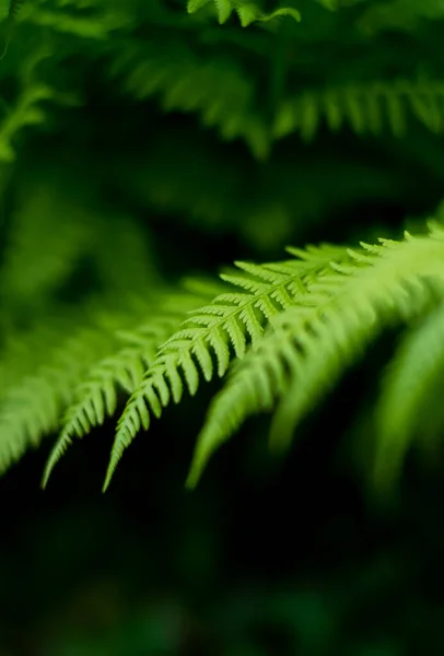 Fougère Dans Forêt Comme Fond Plantes Florales Après Pluie Belle — Photo