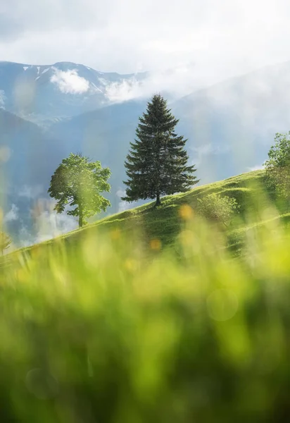 Foggy mountains and field with trees. Landscape after rain. A view for the background. Nature - image