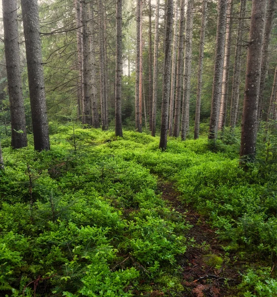 Panorama of the summer forest. Fresh plants in the forest. Natural background. The forest after the rain. Picture for wallpaper