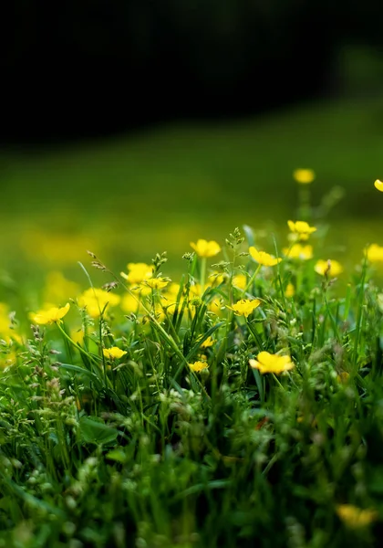 Bloemen Het Bos Als Een Achtergrond Bloemplanten Regen Mooie Groene — Stockfoto