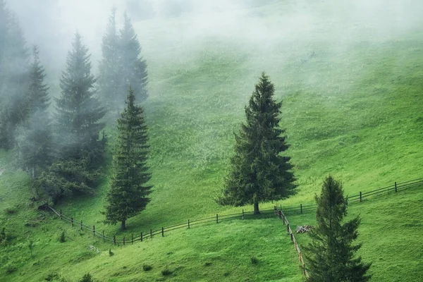 Foggy Skog Bergen Landskap Med Träd Och Fält Landskap Efter — Stockfoto