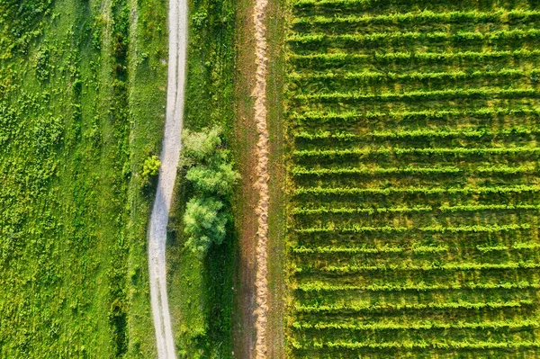 ทางอากาศ มมองทางอากาศของสวนอง ทางการเกษตรจากโดรน แถวในสนาม เกษตรกรรม — ภาพถ่ายสต็อก
