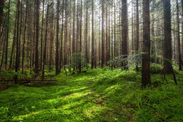 Panorama Letního Lesa Čerstvé Rostliny Lese Přirozené Pozadí Les Dešti — Stock fotografie