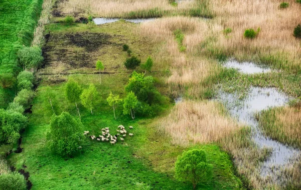 羊の群れで空中からの眺め 動物との風景 農地の空気からの眺め 家畜との関係 — ストック写真