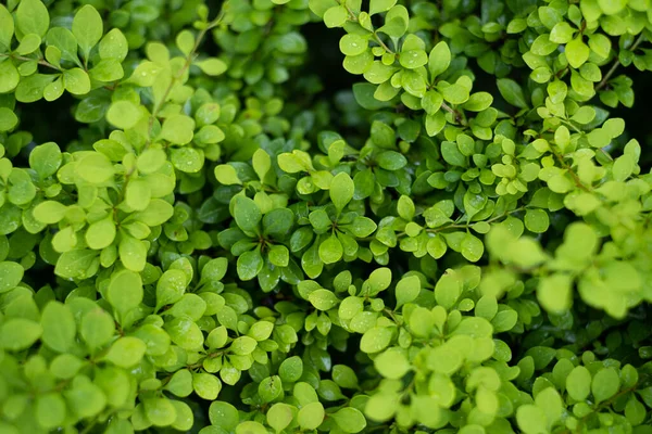 Herbe Dans Forêt Comme Fond Plantes Florales Après Pluie Belle — Photo