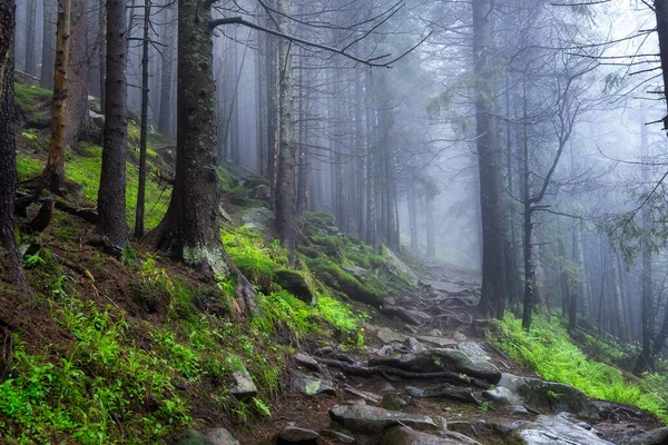 Floresta Nebulosa Nas Montanhas Paisagem Com Árvores Névoa Paisagem Após — Fotografia de Stock