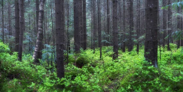 Panorama Letního Lesa Čerstvé Rostliny Lese Přirozené Pozadí Les Dešti — Stock fotografie