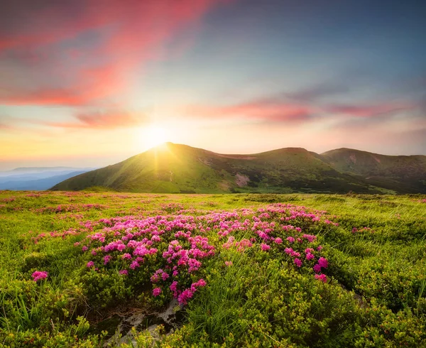 Berglandschaft Sommer Bei Sonnenuntergang Blühende Almwiesen Feld Und Berge Reisen — Stockfoto