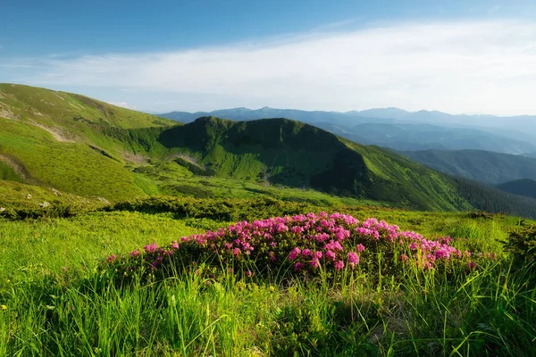 Berglandschaft Sommer Blühende Almwiesen Feld Und Berge Tag Reisen Und — Stockfoto