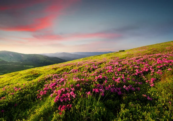Paisaje Montaña Verano Durante Atardecer Florecientes Prados Alpinos Flores Campo —  Fotos de Stock