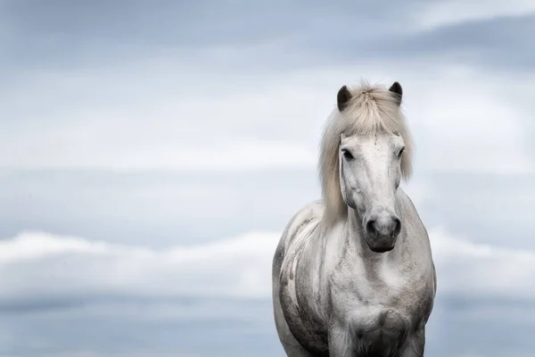 Konie Islandii Dzikie Konie Grupie Konie Westfjord Islandii Skład Dzikimi — Zdjęcie stockowe