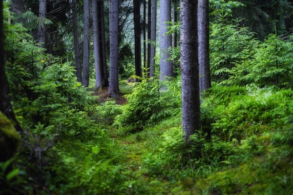 夏の森のパノラマ 森の中の新鮮な植物 自然な背景 雨の後の森 壁紙のための写真 — ストック写真