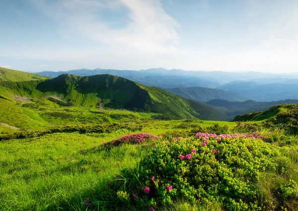 Horská Krajina Létě Kvetoucí Horské Alpské Louky Pole Hory Dne — Stock fotografie