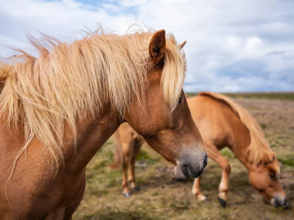 Konie Islandii Koń Kucyk Westfjord Islandii Skład Dzikimi Zwierzętami Klasyczny — Zdjęcie stockowe