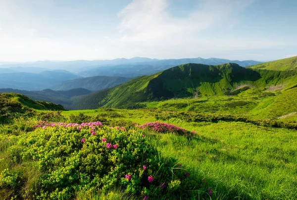 Hegyvidéki Táj Nyáron Virágzó Hegyi Alpesi Rétek Nappal Mezők Virágok — Stock Fotó