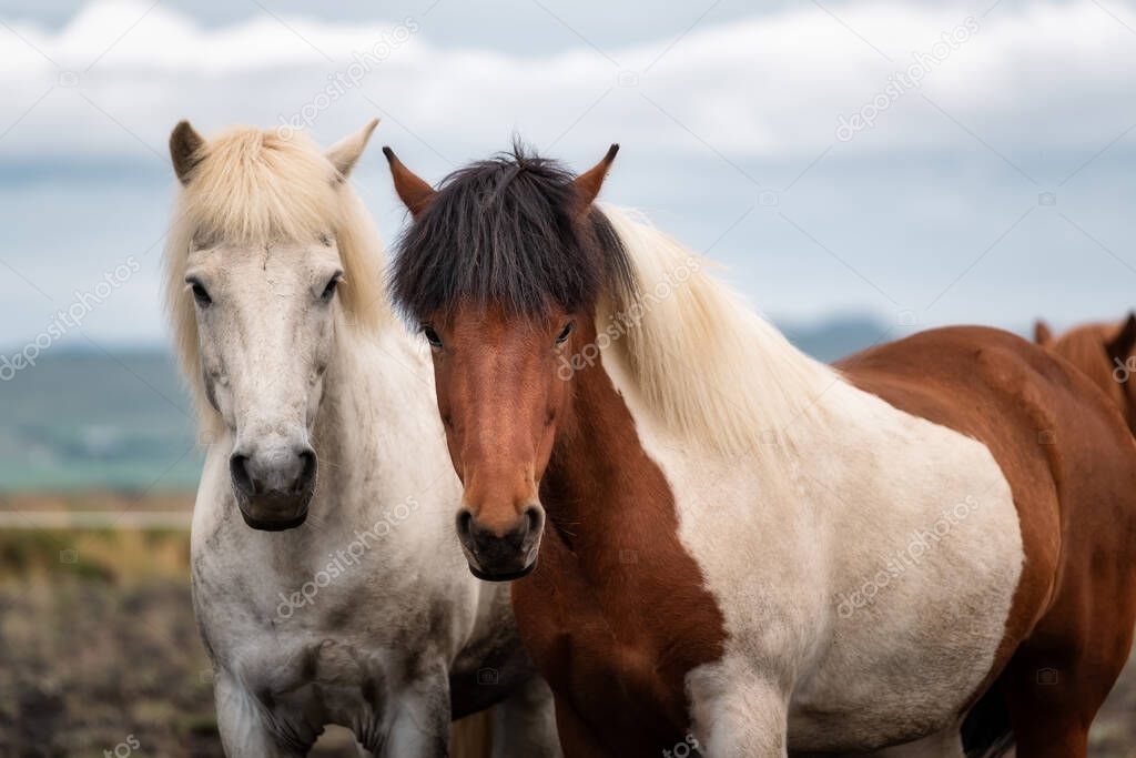 Horses in Iceland. Wild horses in a group. Horses on the Westfjord in Iceland. Composition with wild animals. Travel - image