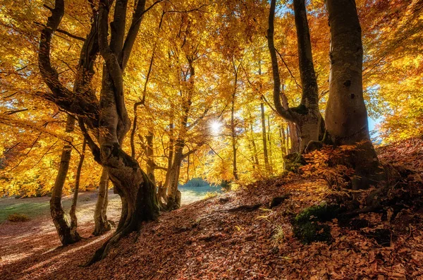 Сонячні Промені Крізь Осінні Дерева Природний Осінній Пейзаж Лісі Осінній — стокове фото