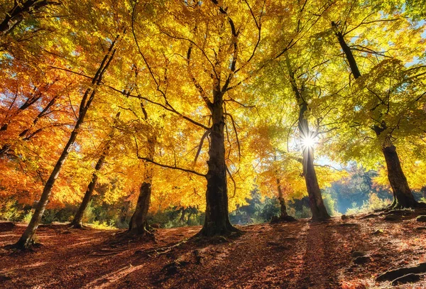 Sun rays through autumn trees. Natural autumn landscape in the forest. Autumn forest and sun as a background. Autumn - image