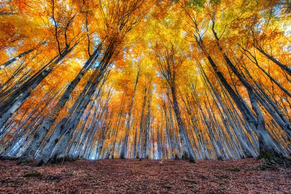 Raios Solares Através Árvores Outono Paisagem Natural Outono Floresta Floresta — Fotografia de Stock