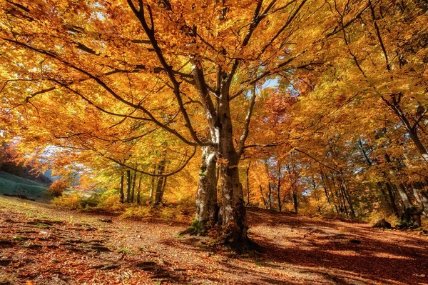 Sonnenstrahlen Durch Herbstbäume Natürliche Herbstlandschaft Wald Herbstwald Und Sonne Als — Stockfoto