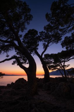 Gün batımının arka planında, deniz kıyısındaki ağaç siluetleri. Gün batımında deniz manzarası. Dinlenmek ve dinlenmek için bir yer. Yaz mevsiminde manzara. Akdeniz.