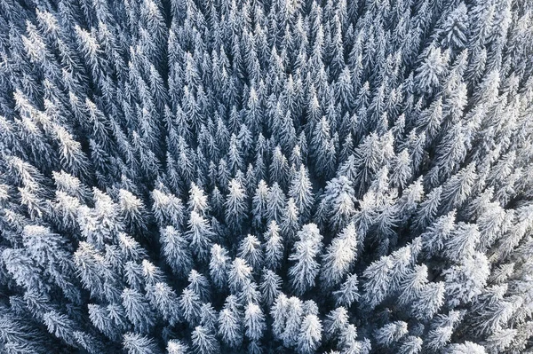 在冬季 空中俯瞰森林 来自空中的冬季自然景观 冬天被雪覆盖的森林 无人机的景观 — 图库照片