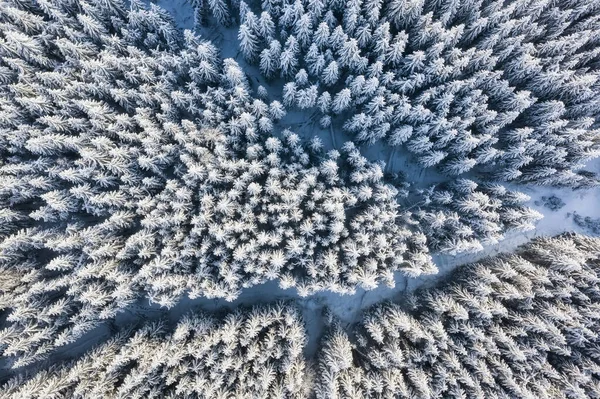 Flygfoto Skogen Vintern Naturligt Vinterlandskap Från Luften Skog Snö Vintern — Stockfoto