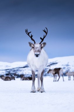 Gün batımında gökyüzü arka planında geyik. Vahşi doğadaki hayvanlar gibi. Gün batımında geyiklerle birlikte kış manzarası. Tromso, Norveç - seyahat