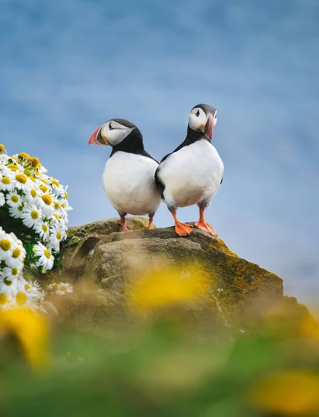 Puffins Island Sjöfåglar Rena Klippor Fåglar Westfjorden Island Sammansättning Med — Stockfoto