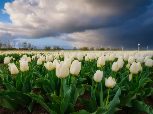 Bidang Tulip Selama Badai Belanda Pertanian Belanda Baris Lapangan Lanskap — Stok Foto