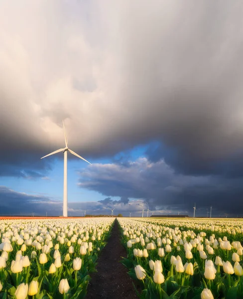 Pembangkit Angin Lapangan Dengan Tulip Belanda Produksi Energi Hijau Pertanian — Stok Foto