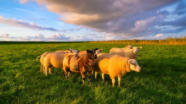 Ovelhas Prado Durante Pôr Sol Brilhante Agricultura Animais Quinta Produção Imagens Royalty-Free