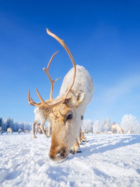 Ren geyikleri. Kuzey Kutup Dairesi 'nin ötesindeki hayvanlar. Açık mavi gökyüzüne karşı boynuzlu geyik. Laponya, Finlandiya. Kış Harikalar Diyarı. İskandinav ülkeleri. Arkaplan, duvar kağıdı, kartpostallar