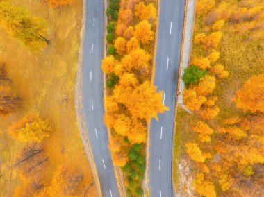 İki paralel yol ve sonbahar ağaçları. Ormanın ortasındaki yol. Havadan sonbahar manzarası. Ulaşım ve yol gezileri. Arkaplan, duvar kağıdı, kartpostallar için fotoğraf.
