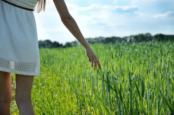 穿着白色连衣裙的年轻女子围着绿色的谷物田野 女性在自然风景 绿色领域和蓝天 特写照片显示手和谷物 — 图库照片