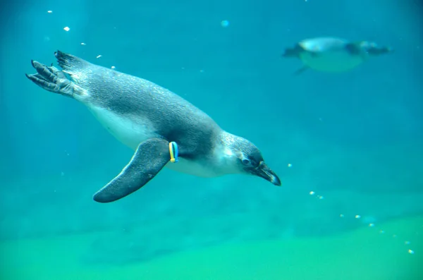 ペンギンの水中ダイビングの写真 ヴロツワフの動物園で最も人気のある動物の一つ ストック画像