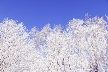 Ağaçlar ve kar, kış