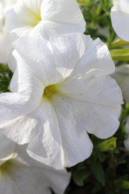 Sonbaharın güzel çiçekler.