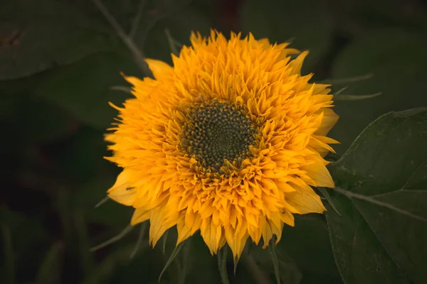 Lindas Flores Outono — Fotografia de Stock