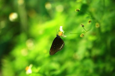 parlak yaprakları güzel kelebekler