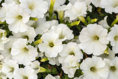 Düz bir arka plan üzerinde parlak beyaz çiçekler.