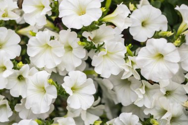 Düz bir arka plan üzerinde parlak beyaz çiçekler.