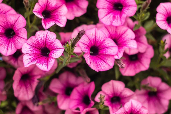 Bright pink flowers on a solid background.