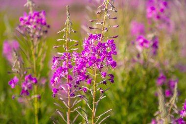 Yaz tarlasında parlak mor çiçekler