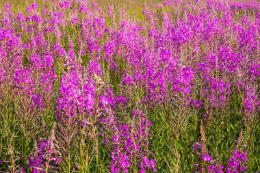 Yaz tarlasında parlak mor çiçekler