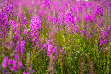 Yaz tarlasında parlak mor çiçekler