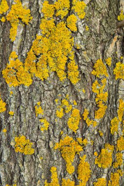 Sarı Yosun Dokulu Ağaç Kabuğu