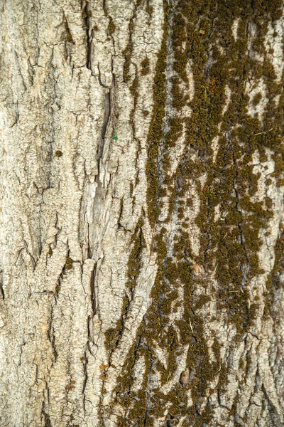 Casca Áspera Texturizada Uma Árvore Grande — Fotografia de Stock